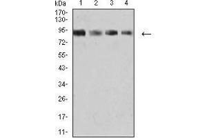 Western blot analysis using KDM1A mouse mAb against K562 (1), SW480 (2), Jurkat (3), and Hela (4) cell lysate. (LSD1 Antikörper  (AA 55-263))