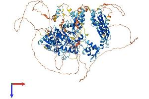 ADAR Protein (AA 1-1226) (His tag)