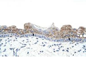 Immunohistochemical staining (Formalin-fixed paraffin-embedded sections) of human skin with DAZ2 polyclonal antibody  at 4-8 ug/mL working concentration. (DAZ2 Antikörper  (N-Term))