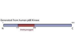 Image no. 4 for anti-Eukaryotic Translation Initiation Factor 2-alpha Kinase 2 (EIF2AK2) (AA 117-250) antibody (ABIN968165)