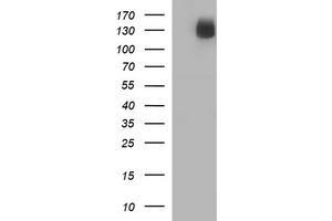 Image no. 2 for anti-CD163 (CD163) antibody (ABIN1497175) (CD163 Antikörper)