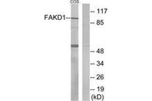 Western blot analysis of extracts from COS7 cells, using FAKD1 Antibody.