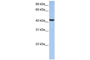 Western Blotting (WB) image for anti-beta-1,3-N-Acetylglucosaminyltransferase 7 (B3GNT7) antibody (ABIN2459256) (B3GNT7 Antikörper)