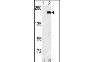 Western blot analysis of GCN2 (arrow) using GCN2 Antibody (N-term G11) (ABIN391197 and ABIN2841284). (GCN2 Antikörper  (N-Term))
