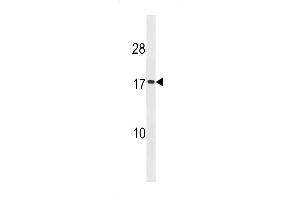 Western blot analysis in HepG2 cell line lysates (35ug/lane). (SEC11A Antikörper  (AA 95-123))