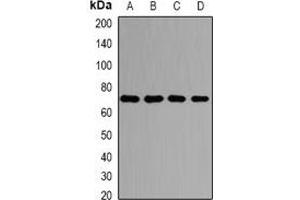 Western blot analysis of PRMT5 expression in HepG2 (A), Hela (B), NIH3T3 (C), PC12 (D) whole cell lysates. (PRMT5 Antikörper)