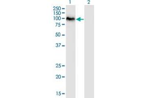 Western Blot analysis of SAFB2 expression in transfected 293T cell line by SAFB2 monoclonal antibody (M01), clone 4H3. (SAFB2 Antikörper  (AA 103-199))