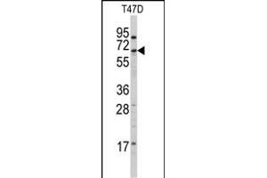 CYP4X1 Antikörper  (N-Term)