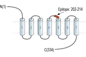 Representative domain view of the target of ABIN7884794.