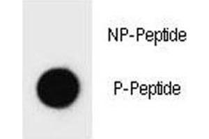 Dot blot analysis of phospho-ErbB2 antibody. (ErbB2/Her2 Antikörper  (pTyr1140))