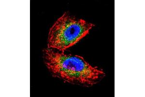 Confocal immunofluorescent analysis of ACHE Antibody (N-term) (ABIN392325 and ABIN2841973) with NCI- cell followed by Alexa Fluor 488-conjugated goat anti-rabbit lgG (green). (Acetylcholinesterase Antikörper  (N-Term))