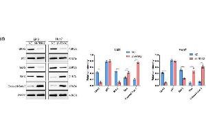 Depletion of SKA3 promotes apoptosis in HCC cells. (SKA3 Antikörper  (AA 201-300))