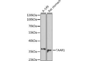Western blot analysis of extracts of various cell lines, using T antibody (ABIN7270868) at 1:1000 dilution. (TAAR1 Antikörper  (AA 100-200))