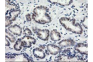 Image no. 1 for anti-Phenylethanolamine N-Methyltransferase (PNMT) antibody (ABIN1500314) (PNMT Antikörper)