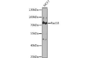 Western blot analysis of extracts of MCF7 cells, using Rad18 Rabbit pAb (ABIN6128610, ABIN6146629, ABIN6146631 and ABIN6221026) at 1:1000 dilution. (RAD18 Antikörper  (AA 216-495))