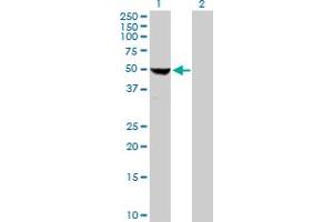 Western Blot analysis of COBRA1 expression in transfected 293T cell line by COBRA1 MaxPab polyclonal antibody.