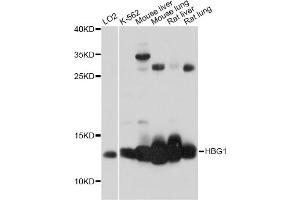 Western blot analysis of extracts of various cell lines, using HBG1 antibody (ABIN6293008) at 1:1000 dilution.