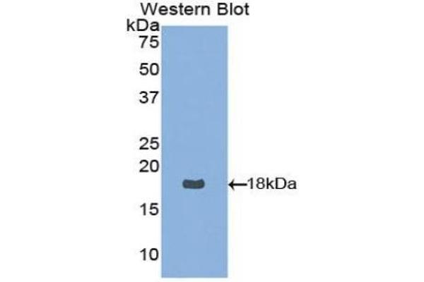 Neurotrophin 4 Antikörper  (AA 80-209)