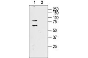 Western Blotting (WB) image for anti-Potassium Voltage-Gated Channel, Shal-Related Subfamily, Member 1 (Kcnd1) (AA 538-550), (Intracellular) antibody (ABIN7043532)
