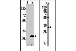 Image no. 2 for anti-Ubiquitin Domain Containing 1 (UBTD1) (C-Term) antibody (ABIN356630) (UBTD1 Antikörper  (C-Term))