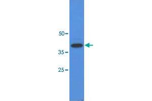 Western blot analysis of A-549 cell lysate (40 ug) by using TP53I3 monoclonal antibody, clone AT1C9  (1:3000). (TP53I3 Antikörper  (AA 1-332))