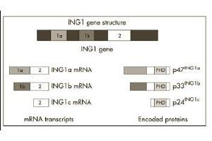 Image no. 1 for anti-Inhibitor of Growth Family, Member 1 (ING1) (AA 285-296) antibody (ABIN118055) (ING1 Antikörper  (AA 285-296))