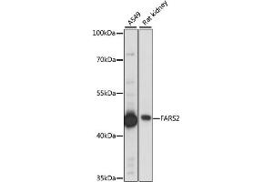 Western blot analysis of extracts of various cell lines, using F antibody (ABIN7269265) at 1:1000 dilution. (FARS2 Antikörper  (AA 1-250))