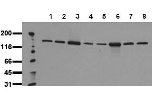 Western Blotting (WB) image for anti-phospholipase C, gamma 1 (PLCG1) (AA 970-990) antibody (ABIN492624) (Phospholipase C gamma 1 Antikörper  (AA 970-990))