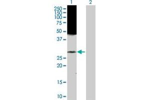 Western Blot analysis of RAB43 expression in transfected 293T cell line by RAB43 MaxPab polyclonal antibody. (RAB43 Antikörper  (AA 1-212))