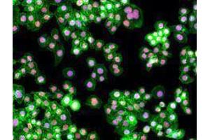 Immunofluorescence (IF) image for anti-Proliferating Cell Nuclear Antigen (PCNA) antibody (ABIN2665321) (PCNA Antikörper)