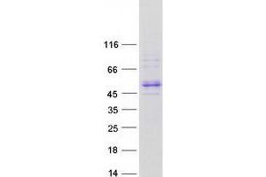 Validation with Western Blot