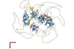 MAGI1 Protein (AA 1-1491) (His tag)