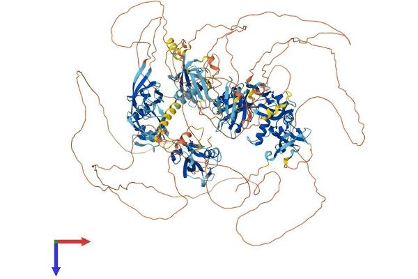 MAGI1 Protein (AA 1-1491) (His tag)