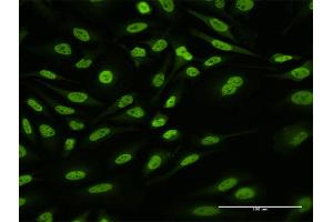 Immunofluorescence (IF) image for anti-Heterogeneous Nuclear Ribonucleoprotein U-Like 1 (HNRNPUL1) (AA 1-804) antibody (ABIN524508)