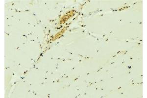 ABIN6276898 at 1/100 staining Mouse muscle tissue by IHC-P. (EIF6 Antikörper  (C-Term))
