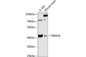 Western blot analysis of extracts of various cell lines, using TRIM54 antibody (ABIN6132371, ABIN6149531, ABIN6149532 and ABIN6216981) at 1:3000 dilution. (TRIM54 Antikörper  (AA 179-358))