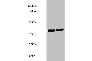 Western blot All lanes: Renin receptor antibody at 2 μg/mL Lane 1: Hela whole cell lysate Lane 2: Mouse heart tissue Secondary Goat polyclonal to rabbit IgG at 1/10000 dilution Predicted band size: 40, 36 kDa Observed band size: 40 kDa (ATP6AP2 Antikörper  (AA 251-350))