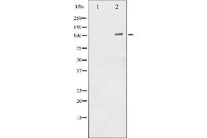 Western blot analysis of NF- kappaB p105/p50 phosphorylation expression in HeLa whole cell lysates,The lane on the left is treated with the antigen-specific peptide. (NFKB1 Antikörper  (pSer932))