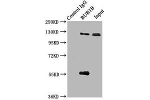 Immunoprecipitating BUB1B in JK whole cell lysate Lane 1: Rabbit control IgG (1 μg) instead of ABIN7160080 in Jurkat whole cell lysate. (BUB1B Antikörper  (AA 230-394))