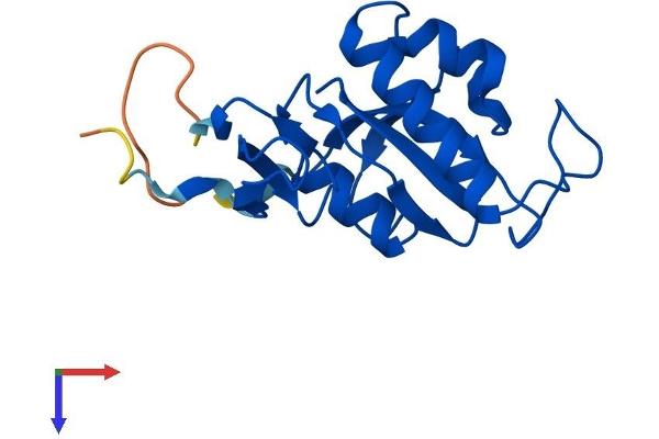 PIN1 Protein (AA 1-165) (His tag)