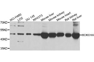 Western blot analysis of extracts of various cell lines, using BCKDHA antibody. (BCKDHA Antikörper)