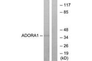 Western blot analysis of extracts from MCF-7 cells, using ADORA1 Antibody.