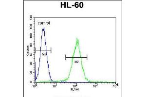 Flow cytometric analysis of HL-60 cells (right histogram) compared to a negative control cell (left histogram). (OR10J5 Antikörper  (C-Term))