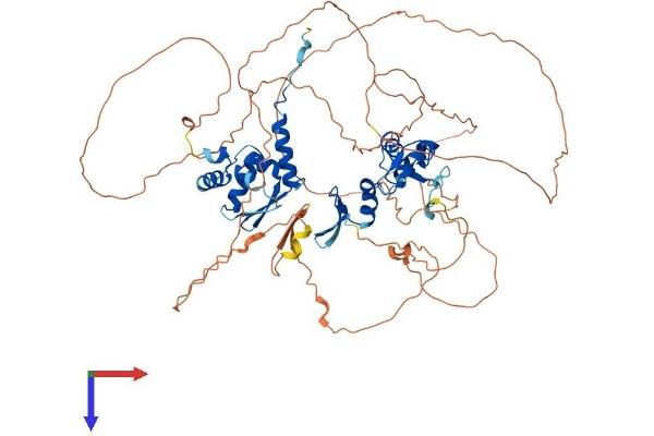 ZBTB33 Protein (AA 1-672) (His tag)