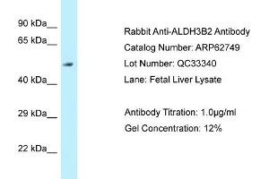 Western Blotting (WB) image for anti-Aldehyde Dehydrogenase 3 Family, Member B2 (ALDH3B2) (N-Term) antibody (ABIN970092) (ALDH3B2 Antikörper  (N-Term))