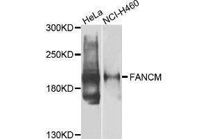 Western blot analysis of extracts of HeLa and NCI-H460 cells, using FANCM antibody. (FANCM Antikörper)