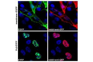 Confocal microscopy images of COS-7 cells transfected with expression constructs encoding membrane-tethered EGFP (membrane-EGFP, top) or nuclear Polycomb 2-EYFP fusion protein (Pc2-EYFP, bottom). (GFP Antikörper)