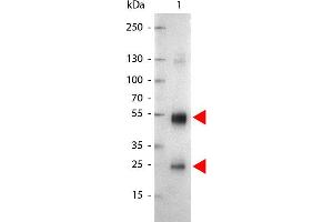 Western Blot of Alkaline Phosphatase Conjugated Goat anti-Rat IgG antibody. (Ziege anti-Ratte IgG (Heavy & Light Chain) Antikörper (Alkaline Phosphatase (AP)) - Preadsorbed)