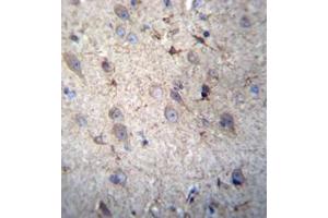 Immunohistochemistry analysis in formalin fixed and paraffin embedded human brain tissue reacted with  GSTM5 Antibody (N-term) followed by peroxidase conjugation of the secondary antibody and DAB staining.