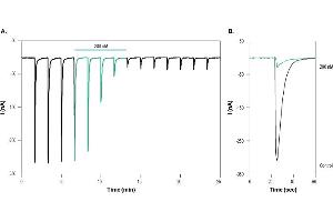 alpha-Bungarotoxin protein (Biotin)